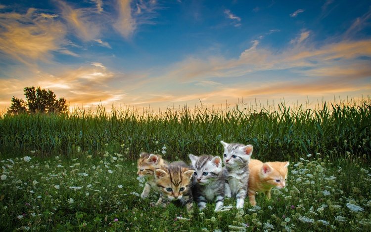 котенок, цветы, луг, трава, кошки, облака, вечер, фотошоп, природа, котята, закат, рыжий, поле, синева, лето, коллаж, kitty, flowers, meadow, grass, cats, clouds, the evening, photoshop, nature, kittens, sunset, red, field, blue, summer, collage