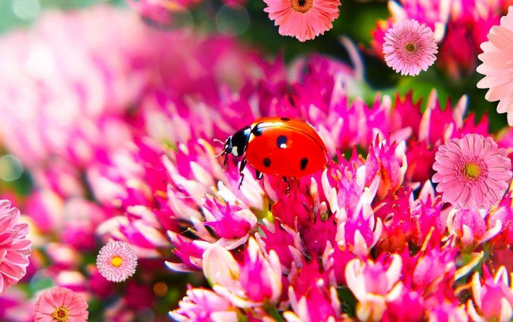цветы, жук, макро, божья коровка, боке, flowers, beetle, macro, ladybug, bokeh