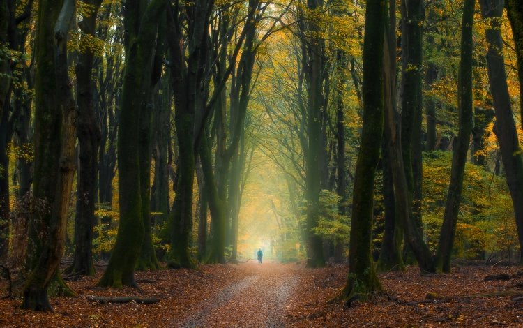деревья, лес, осень, человек, нидерланды, опавшие листья, trees, forest, autumn, people, netherlands, fallen leaves