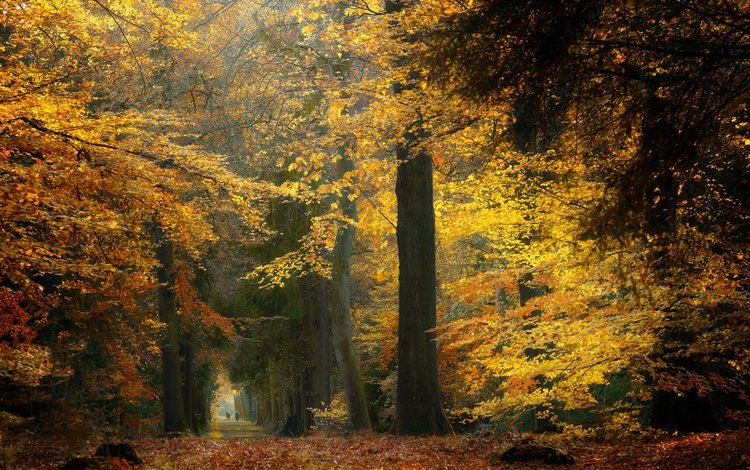 деревья, лес, осень, нидерланды, trees, forest, autumn, netherlands