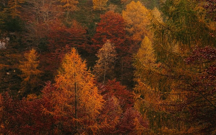 деревья, лес, осень, заросли, trees, forest, autumn, thickets