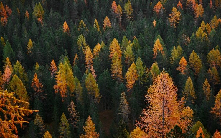 деревья, лес, вид, склон, осень, trees, forest, view, slope, autumn