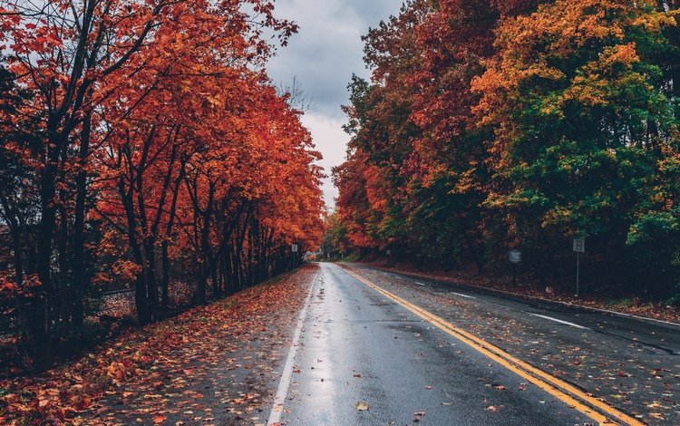 дорога, деревья, листья, осень, листопад, road, trees, leaves, autumn, falling leaves