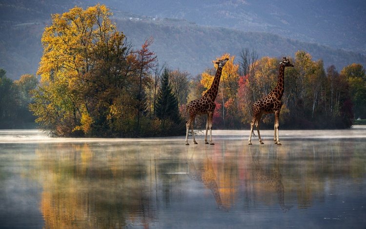 деревья, отражение, осень, водоем, рендеринг, жирафы, trees, reflection, autumn, pond, rendering, giraffes