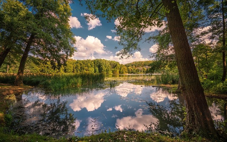 деревья, озеро, отражение, парк, камыш, trees, lake, reflection, park, reed