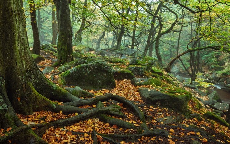 деревья, природа, камни, лес, осень, англия, корни, trees, nature, stones, forest, autumn, england, roots