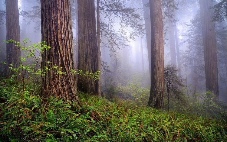 деревья, природа, лес, туман, сша, калифорния, национальный парк редвуд, trees, nature, forest, fog, usa, ca