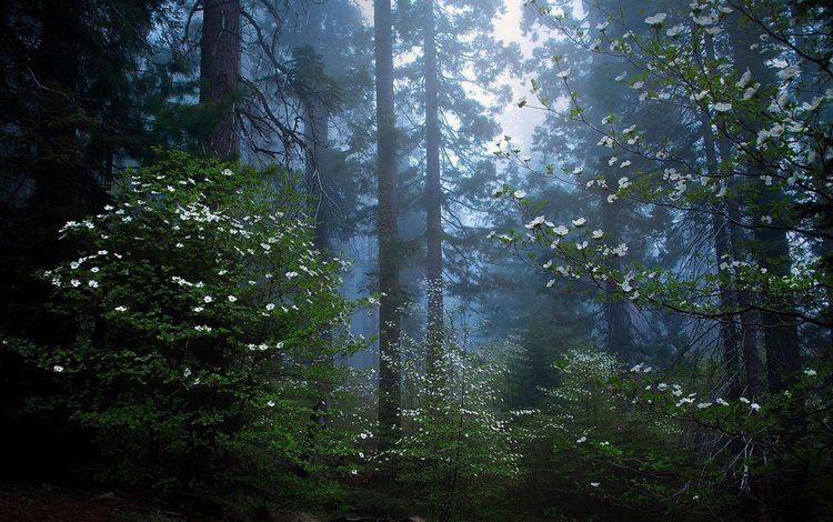 деревья, природа, лес, утро, секвойя, trees, nature, forest, morning, sequoia