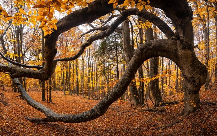 деревья, природа, листья, осень, trees, nature, leaves, autumn