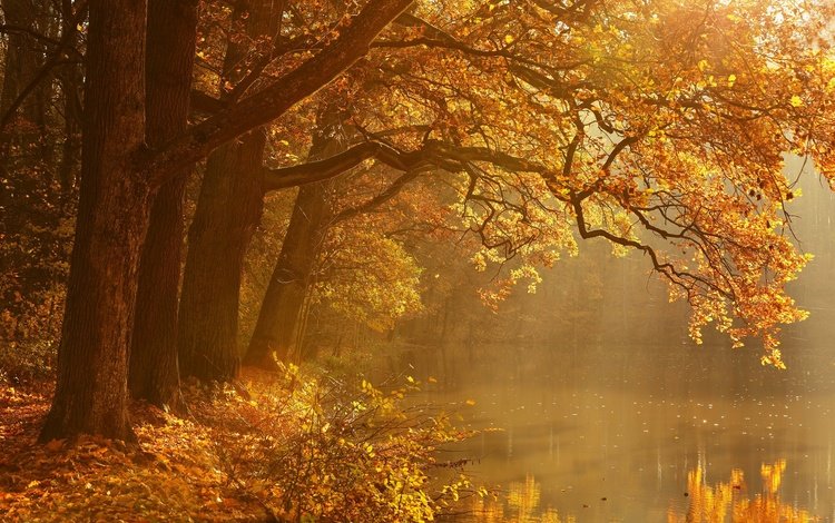 деревья, природа, осень, trees, nature, autumn