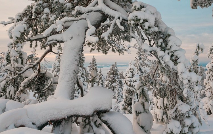 деревья, природа, зима, пейзаж, trees, nature, winter, landscape