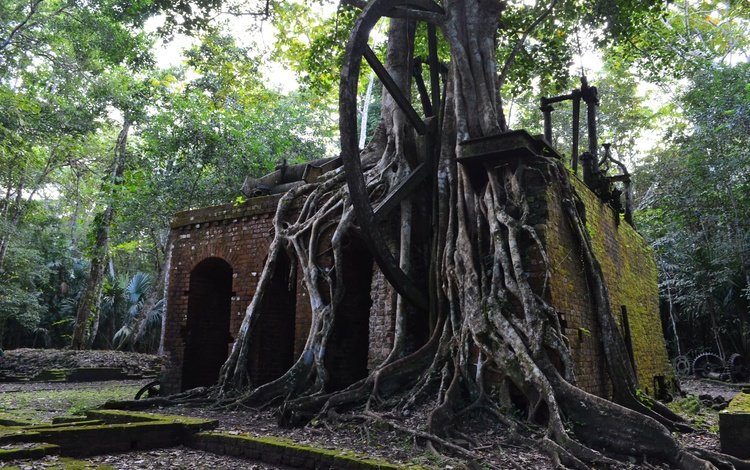деревья, руины, архитектура, корни, камбоджа, trees, ruins, architecture, roots, cambodia