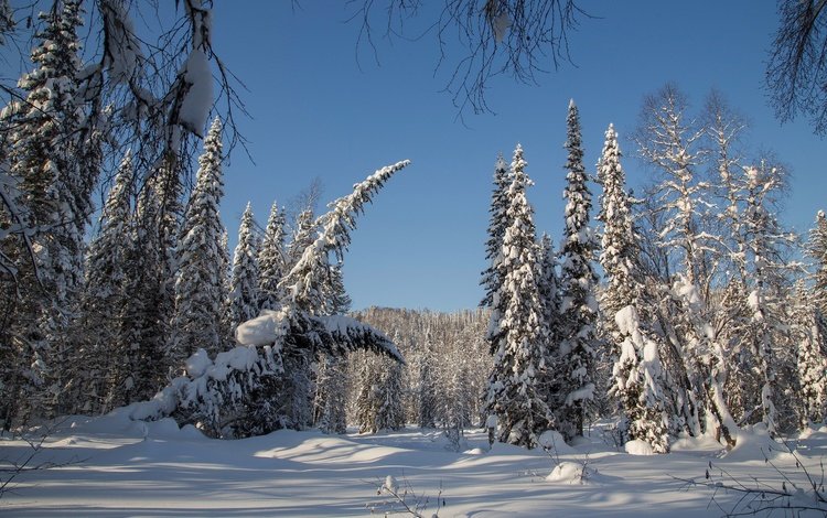 деревья, снег, лес, зима, россия, ели, тайга, сибирь, trees, snow, forest, winter, russia, ate, taiga, siberia
