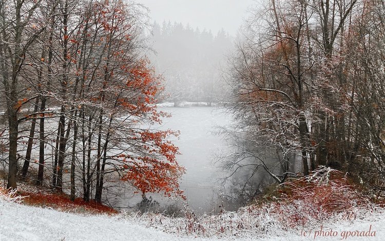 деревья, снег, лес, зима, туман, пруд, trees, snow, forest, winter, fog, pond