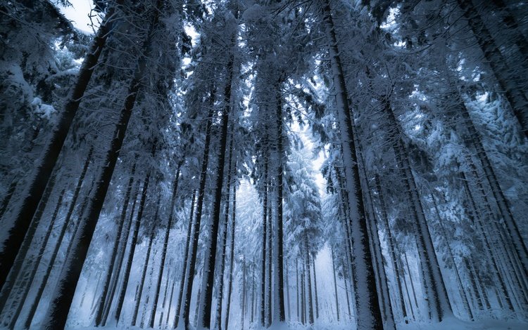 деревья, снег, лес, зима, trees, snow, forest, winter
