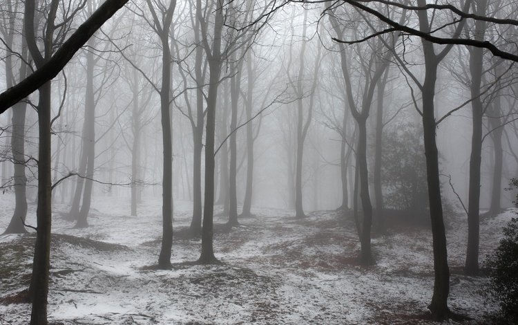 деревья, снег, природа, лес, зима, туман, trees, snow, nature, forest, winter, fog