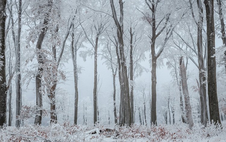 деревья, снег, природа, лес, зима, ветки, стволы, иней, trees, snow, nature, forest, winter, branches, trunks, frost