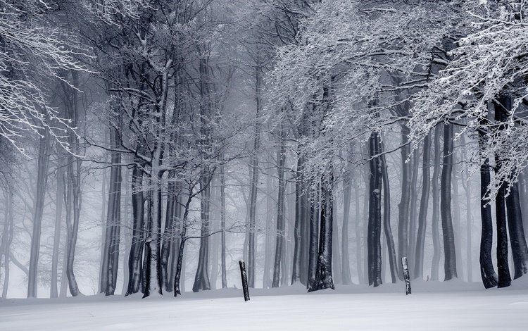 деревья, монохром, снег, природа, лес, зима, ветки, ветви, иней, trees, monochrome, snow, nature, forest, winter, branches, branch, frost