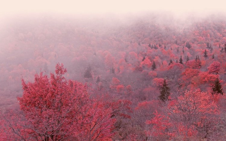 деревья, утро, туман, осень, trees, morning, fog, autumn