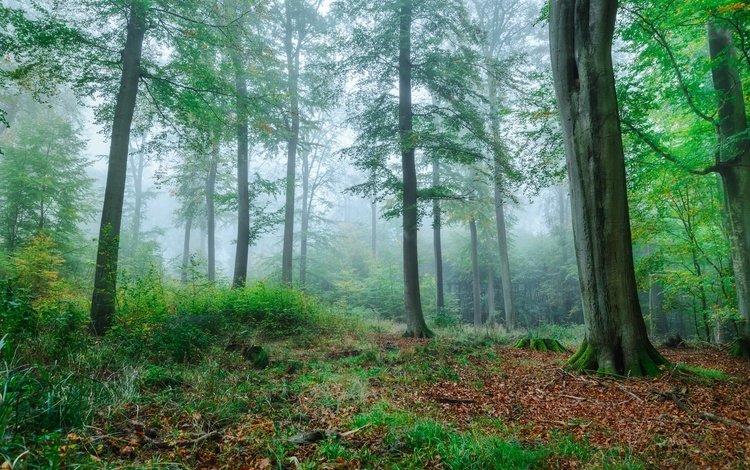 деревья, зелень, лес, туман, ветки, осень, trees, greens, forest, fog, branches, autumn