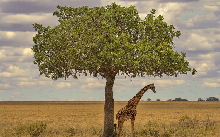 дерево, африка, жираф, tree, africa, giraffe
