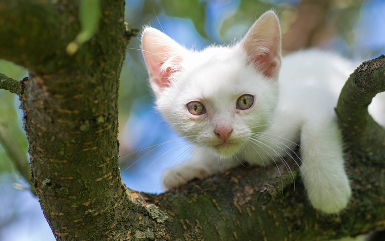 дерево, кот, мордочка, кошка, взгляд, котенок, белый, на дереве, tree, cat, muzzle, look, kitty, white, on the tree