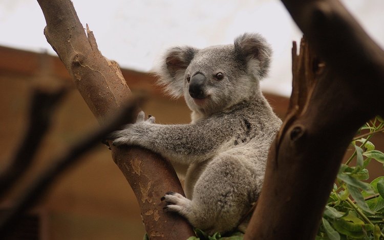 дерево, сук, поза, коала, мордочка, ветки, взгляд, сидит, лапки, зоопарк, tree, bitches, pose, koala, muzzle, branches, look, sitting, legs, zoo