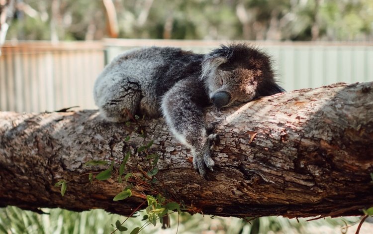 дерево, сон, спит, коала, tree, sleep, sleeping, koala