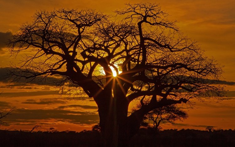дерево, закат, африка, силуэт, саванна, tree, sunset, africa, silhouette, savannah