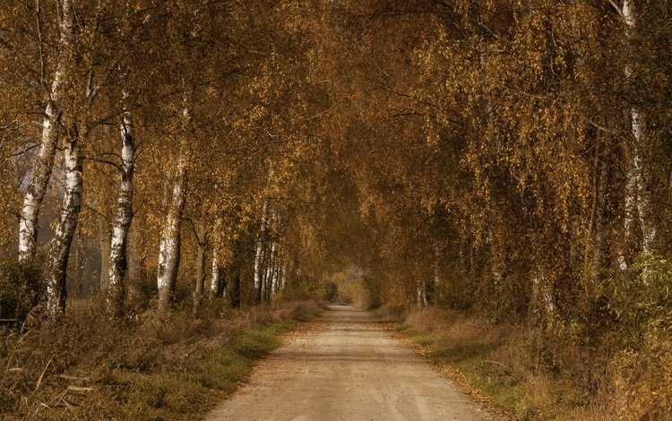 дорога, березы, осень, road, birch, autumn