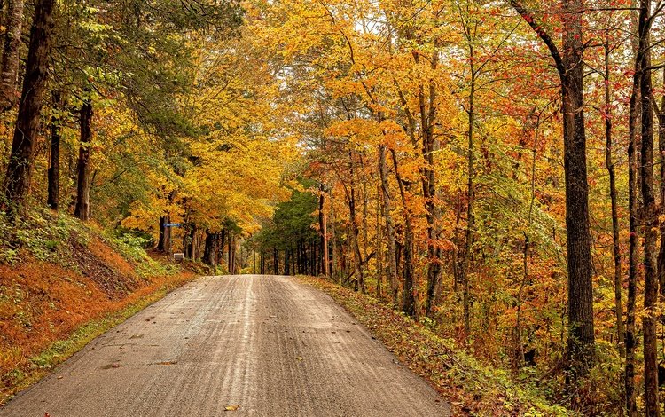 дорога, деревья, лес, осень, сша, штат виргиния, road, trees, forest, autumn, usa, virginia