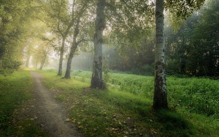 дорога, деревья, лес, туман, березы, осень, роща, road, trees, forest, fog, birch, autumn, grove