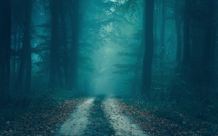 дорога, деревья, лес, туман, осень, сумерки, road, trees, forest, fog, autumn, twilight