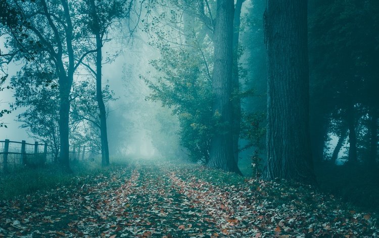 дорога, деревья, лес, туман, осень, road, trees, forest, fog, autumn