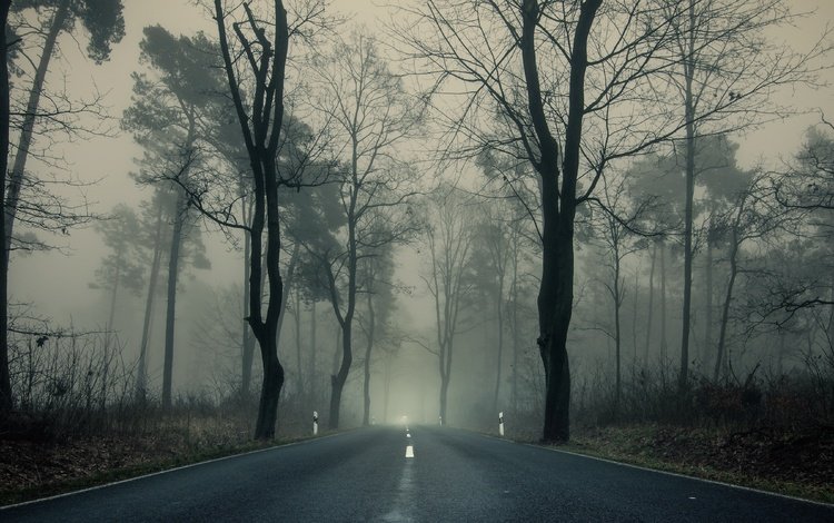 дорога, деревья, парк, туман, ветки, осень, пасмурно, шоссе, road, trees, park, fog, branches, autumn, overcast, highway