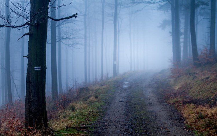 дорога, деревья, природа, лес, туман, осень, road, trees, nature, forest, fog, autumn