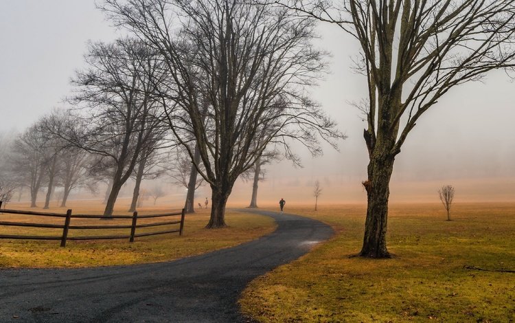 дорога, деревья, природа, road, trees, nature