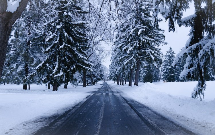дорога, деревья, снег, природа, зима, ель, road, trees, snow, nature, winter, spruce