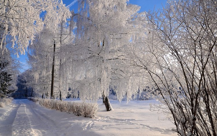 дорога, деревья, снег, природа, зима, ветки, иней, колея, road, trees, snow, nature, winter, branches, frost, track