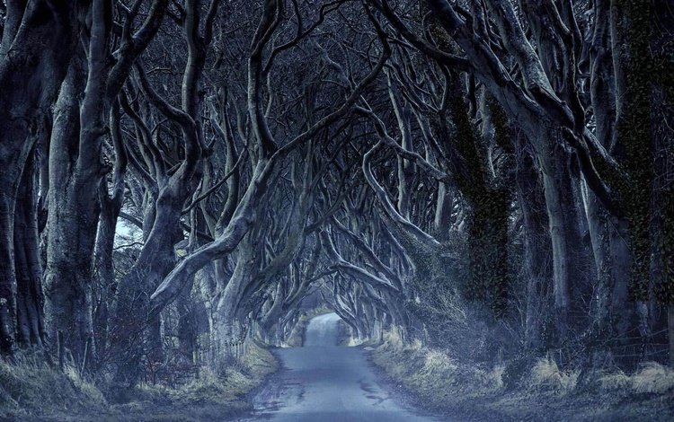 дорога, деревья, тоннель, северная ирландия, road, trees, the tunnel, northern ireland