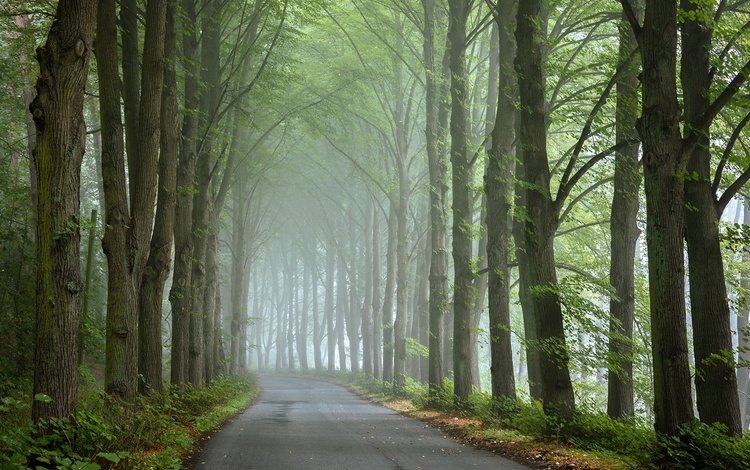 дорога, деревья, туман, road, trees, fog