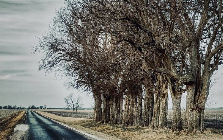 дорога, деревья, road, trees