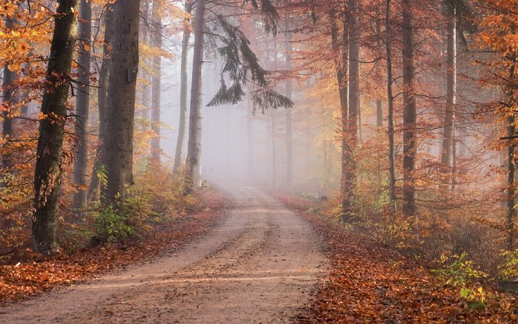 дорога, тропинка, лес, хвоя, туман, ветки, стволы, листва, осень, road, path, forest, needles, fog, branches, trunks, foliage, autumn