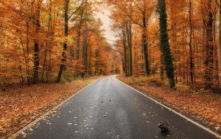 дорога, лес, осень, ежик, шоссе, road, forest, autumn, hedgehog, highway