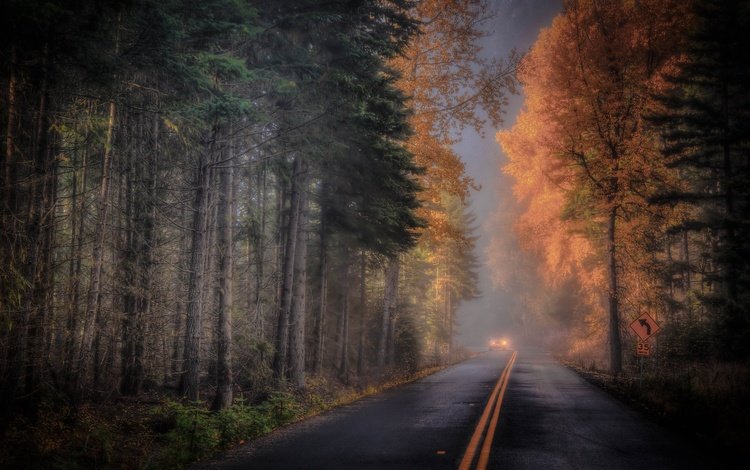 дорога, лес, осень, road, forest, autumn