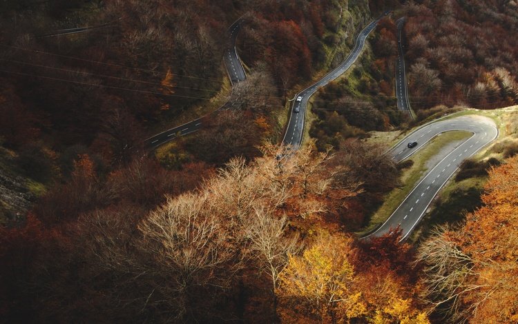 дорога, лес, осень, road, forest, autumn