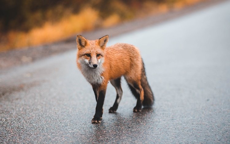 дорога, мордочка, взгляд, лиса, лисица, размытый фон, road, muzzle, look, fox, blurred background