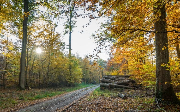 дорога, осень, дрова, road, autumn, wood