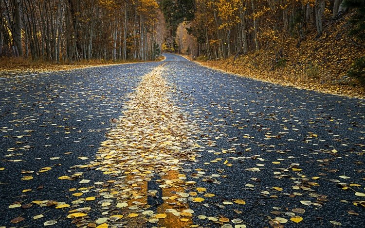 дорога, осень, road, autumn