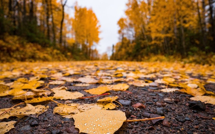дорога, природа, листья, осень, асфальт, время года, road, nature, leaves, autumn, asphalt, time of the year